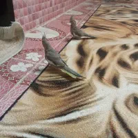 عروس هلندی|پرنده|یاسوج, |دیوار