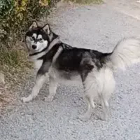 سگ هاسکی نر