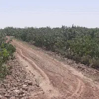 فروش 14 هکتار باغ پسته  ورامین جواد آباد
