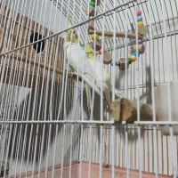 عروس هلندی مولد