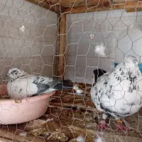 ۵جفت کبوتر ناب کاشان