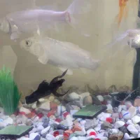 فروش دو عدد ماهی کوی سفید|ماهی|کرمان, |دیوار