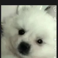 سگ سفید پامرانین