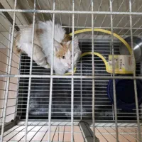 واگذاری رایگان گربه|گربه|کرج, جهانشهر|دیوار