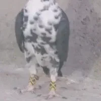 نر کشکی سینه سفید کاکل