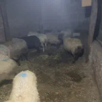 کوسفند کوشتی|حیوانات مزرعه|ویلکیج, |دیوار