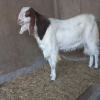 دوبزغاله‌نردوساله‌تخم‌دوقل|حیوانات مزرعه|آران و بیدگل, |دیوار