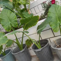 گل بابا آدم|گل و گیاه طبیعی|کازرون, |دیوار