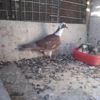 کفتر