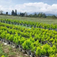 کاج لاوسون|گل و گیاه طبیعی|شیرود, |دیوار