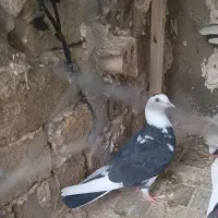 سه تا جوجه ابلاغ ۷۰۰|پرنده|چناران, |دیوار