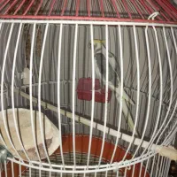 پرنده عروس هلندی|پرنده|رشت, جماران|دیوار