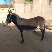 الاغ بخته باری گله ای|حیوانات مزرعه|منج, |دیوار