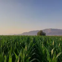 مدارک گمشده
