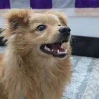 واگذاری پامر اشپیتز