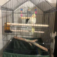 یک جفت عروس هلندی نیمه اهلی