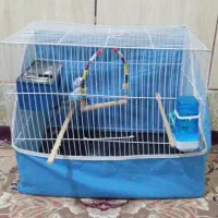 مرغ عشق|پرنده|زاهدان, |دیوار