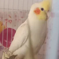 جفت عروس هلندی سخنگو بالغ سالم آماده تخمگذاری