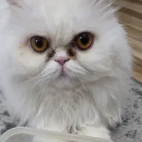 گربه پرشین نر