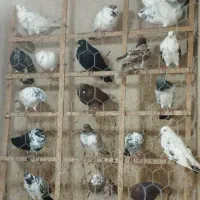 کبوتر پروازی|پرنده|لنگرود, |دیوار