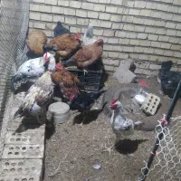 جوجه غاز و خروس پنج ماهه|حیوانات مزرعه|سوسنگرد, |دیوار