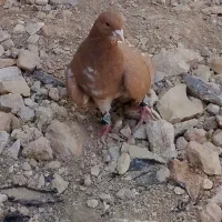 کفتر|پرنده|شیراز, گویم|دیوار