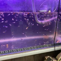 آکواریوم با کل لوازم و ماهی|ماهی|هشتگرد, فاز ۳ مهستان|دیوار