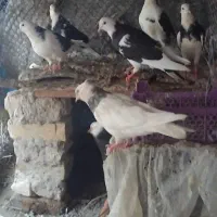شازده جفت بزرگ و جوانه  یک توقی