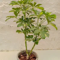 انواع گیاه آپارتمانی
