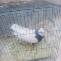 طوقی سالم|پرنده|جغتای, |دیوار