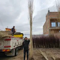 نهال پسته پیوندی فندق گردو‌ بادام ، کبوده و صنوبر