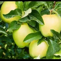 نیروی سیب چیدن