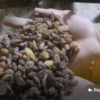 کشمش آفتابی کاشمر|خوردنی و آشامیدنی|قائم‌شهر, |دیوار