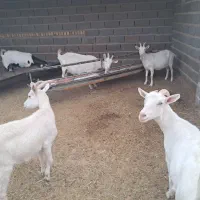 تعداد محدودی بز و کولار سانن اصلی