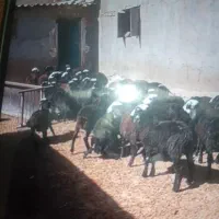 فروش بز ه بره نر برا پرواربندی|حیوانات مزرعه|اشتهارد, |دیوار