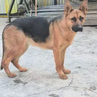 ژرمن ماده شپرد ورک لاین اصیل