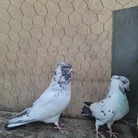 کبوتر|پرنده|باقرشهر, |دیوار