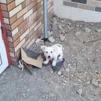 سلام سگ سالمه معاوضه دارم با گوسفند کوچیک|سگ|جیرفت, |دیوار