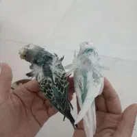 یک جفت مرغ عشق پروانه ای بادوتا جوجه|پرنده|کاشان, رجایی|دیوار