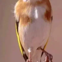 دهن خرم اباد اوستا پاک