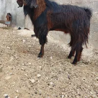 فروش پازن درجه یک