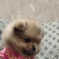 توله سگ پامر