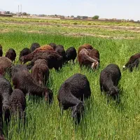 میش قره غزل میاندوآب