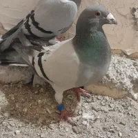 کفتر سبز هوایی