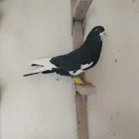 شهری خوب|پرنده|شیراز, شهرک بهار|دیوار