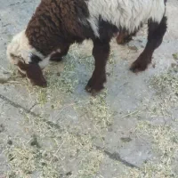 فروش بره نر افشار تازه خرج خور و بزغاله  خرج خور