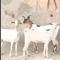 بز سه عدد ابستن سه دونه قیمت اخرش ۲۱|حیوانات مزرعه|بندرعباس, |دیوار