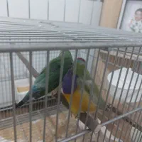 سلام وقت بخیر  ۱ جفت فنچ گلدین نر ماده|پرنده|تهران, زرگنده|دیوار