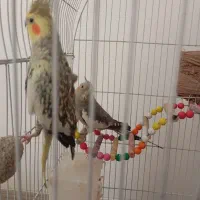 فروش عروس هلندی و مرغ عشق