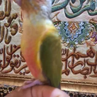 جوجه طوطی گرینچیک گیرینچیک آناناسی دبل رد سرلاکی